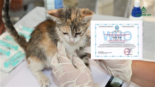 Quy định mới từ 03/03/2026 về cấp và cấp lại Giấy phép khảo nghiệm thuốc thú y
