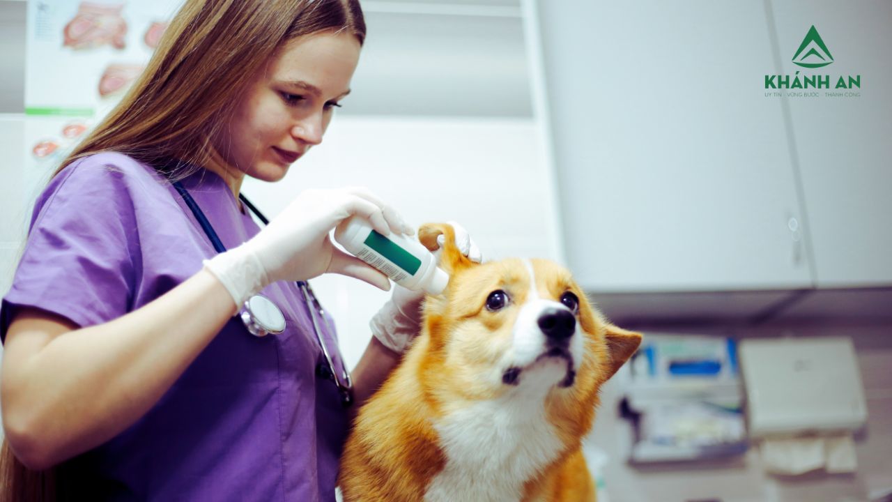 Thủ tục, trình tự và điều kiện sản xuất thuốc thú y - Mới nhất