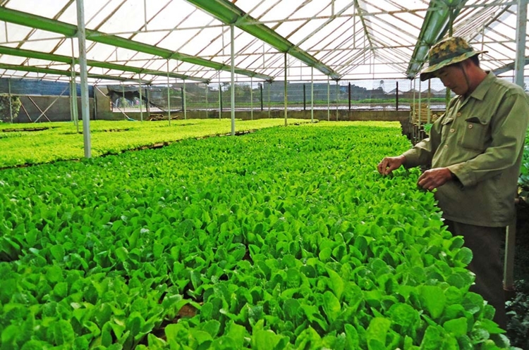 THỦ TỤC ĐĂNG KÝ BẢO HỘ GIỐNG CÂY TRỒNG  