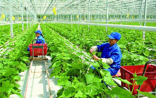 THỦ TỤC GIẢI THỂ HỢP TÁC XÃ THEO QUY ĐỊNH PHÁP LUẬT HIỆN HÀNH